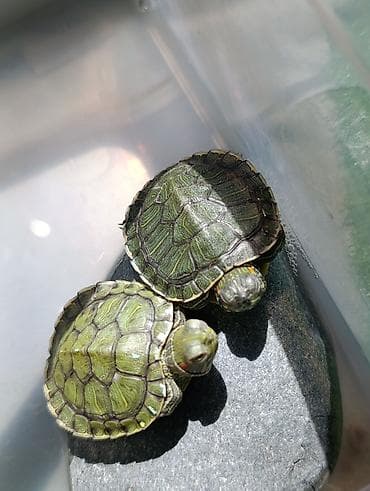 черепашки маленькие купить: Молодые красноухие черепашки (Trachemys scripta elegans), 150 за шт. в — 4
