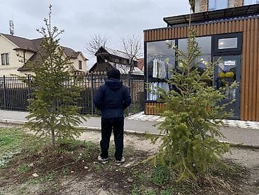 три лимона: Срочно Продаю 3шт Пихты !!! Лимонный, рост от 2,5м - 3метров — 2