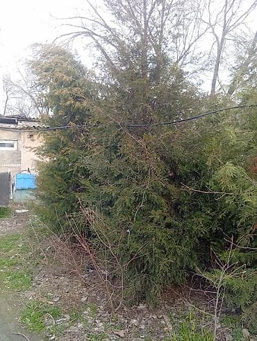 Уруктар жана көчөттөр: Живая изгородь из туи (вероятно, туя западная). Крупномеры — 2