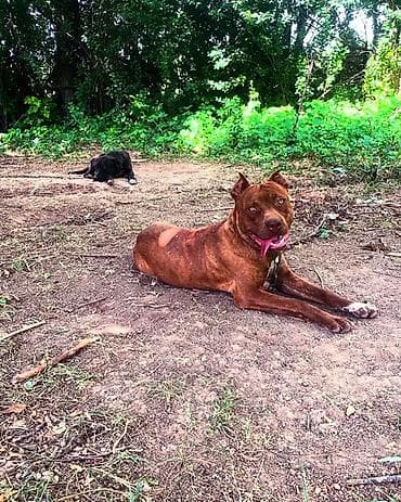 дом кошка: Щенки Питубл 
Самец 10.000 
Самка 7.000 — 4