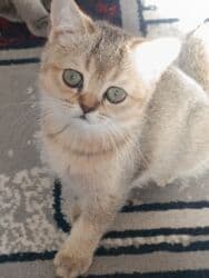 собака корги: Скотиш Страйт (Шотландская прямоухая), 2 месяца, Девочка — 2