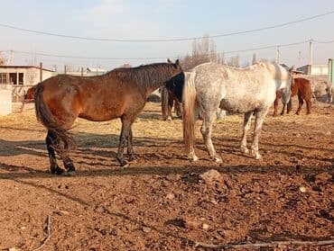 продаю связи с переездом: Продаю | Жеребенок | Для разведения | Племенные — 2