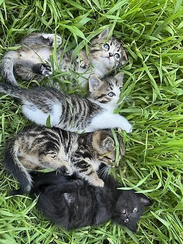 🐾 Очаровательные котята ищут дом! 4 пушистых малыша готовы подарить
