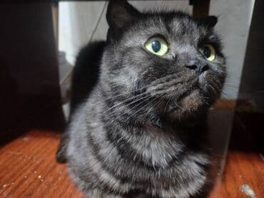 ориентал кошка: Ангорская, 10 месяцев, Девочка, Белый, Приучена к лотку — 7