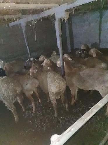 Грызуны: Продаю | Баран (самец) — 4