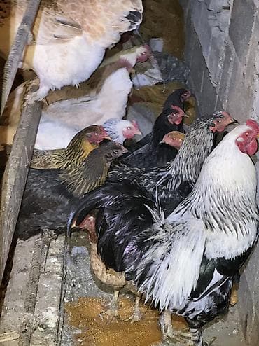 кеклик бишкек: Сатам | Тооктор, Короздор | Үй | Союуга, Көбөйтүү үчүн, Жумуртка туудуруу үчүн — 7