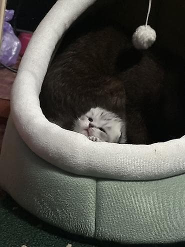 кошка анжела: Шотландские котята приучены к лодку-привиты -с паспортом- родословные — 7