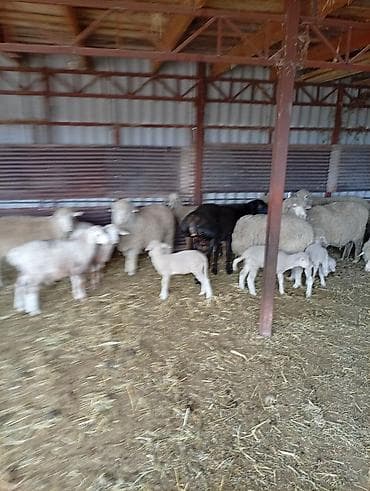 белый мёд: Продаю | Овца (самка) | Для разведения | Матка — 4