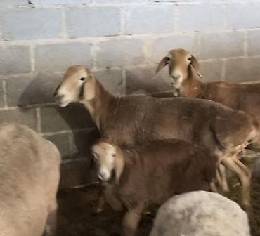 выделка шкур барана цена: Продаю | Овца (самка), Ягненок — 2