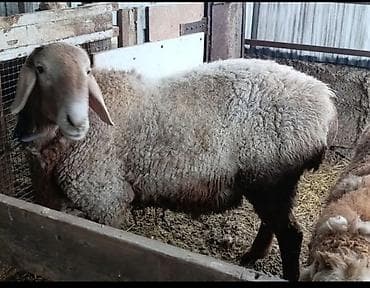 немецкая овчарка каракол: Продаю | Баран (самец) | Арашан | Для разведения | Осеменитель — 5