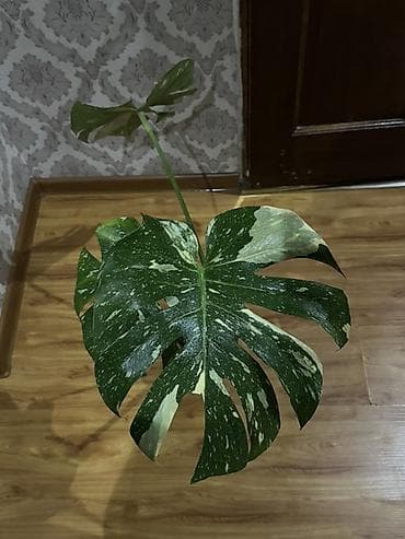 Монстера вариегатная (Monstera deliciosa variegata), взрослый