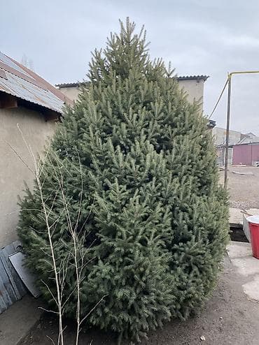 Бакча эмереги: Көчөттөр дарактардын: Карагайлар, Акылуу жеткирүү — 2