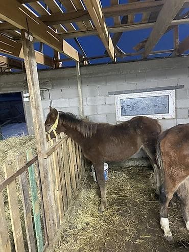 оптом козу: Продаю | Жеребенок | Рабочий — 1