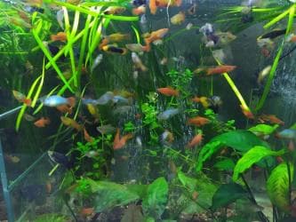 аквариумная рыбка: Аквариумные растения. Рыбки
большое разнообразие — 6