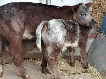 ангус уй: Продаю | Бык (самец), Тёлка, Музоо, торпок | Бельгийская — 1