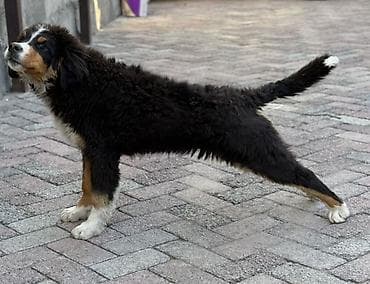 купить щенка сенбернара: Бернский зенненхунд, 6 месяцев, Самец, С прививкой, С родословной — 3