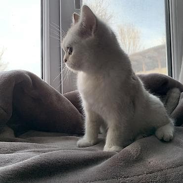 сколько стоит британские кошки: Скотиш Страйт (Шотландская прямоухая), 5 месяцев, Девочка, Приучена к лотку — 1