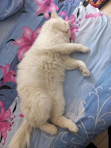 продажа домашних животных: Ангорская, 1 год, Мальчик, Белый, Кастрирована — 8