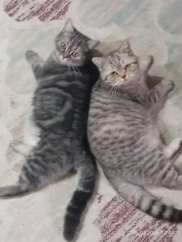 продажа котят британцев: Британские короткошёрстные котята, классический мраморный и тигровый — 6