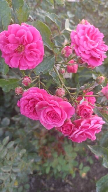 где купить саженцы гортензии в бишкеке: Көчөттөр гүлдүн: Розалар — 4