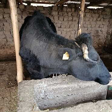 С/х животные и товары: Продаю | Корова (самка) | На откорм | Привязанные — 3