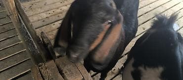 мейкун кошка: Продаю | Козёл (самец) | Нубийская | Для разведения | Осеменитель — 3