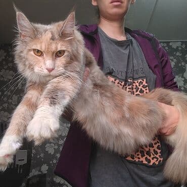 Ковролин: Продажа кошка Мейн-кун очень ласковая, контактная девочка с полным — 2