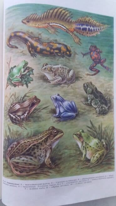 купить школьную доску для начальных классов: МАЛАЯ СОВЕТСКАЯ ЭНЦИКЛОПЕДИЯ 10 ТОМОВ. СОСТОЯНИЕ ОТЛИЧНОЕ МОСКВА — 6