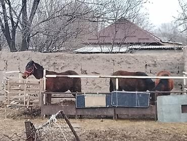 бычок ивановка: Продаю | Конь (самец), Жеребенок | Кара Жорго | Для разведения — 2