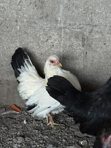 ко шомо: Продаю | Куры, Петух — 3