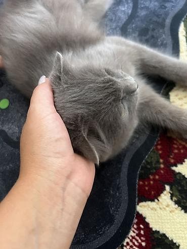 Британский вислоухий котенок, окраса сплошной серый (blue). Плюшевая