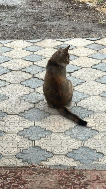 бесплатная кошка: Отдам в добрые руки шикарную кошечку, помесь абиссинской и — 3