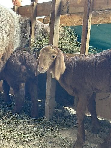 бакал жугору: Сатам | Козу | Гиссар | Союуга — 1