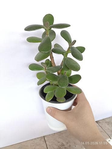 Каланхоэ: Продаю свои Комнатные суккуленты и декоративные растения.🪴🌿 Продаю — 6