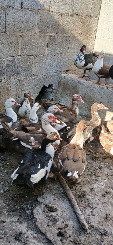 Окончательно цена 1000 сом больше утки 
20 штук