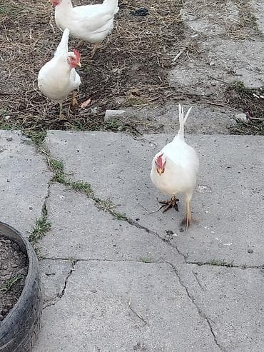 андижанские голуби продажа: Продаю | Куры | Несушки — 1