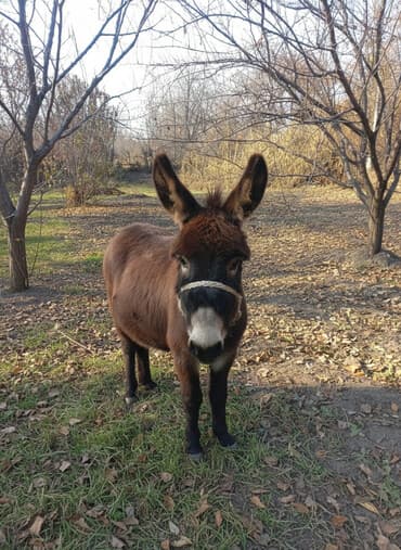котята в добрые руки: Продаю осёл — 1