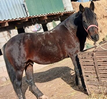 Отвертки: Продаю | Конь (самец) | Рабочий — 1