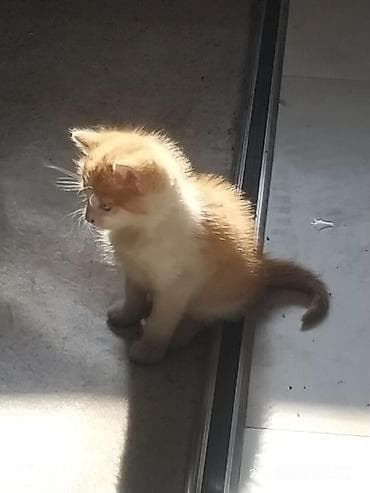 возьму котят: Котята домашние, ручные. - Окрас: один рыжий с белым, второй — 1