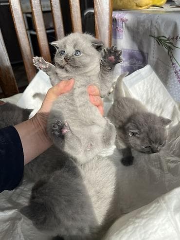 Продажа кошек: Британские короткошёрстные котята, окрас голубой (solid blue). - — 5