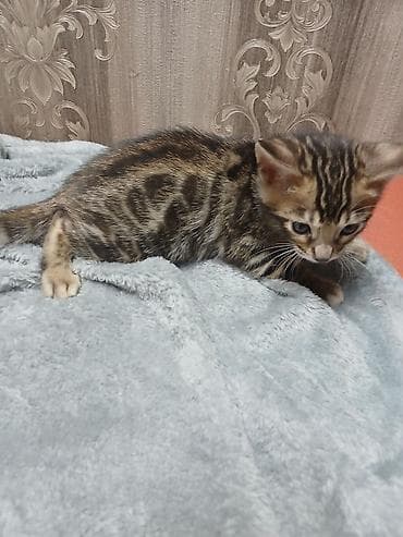 вислоухая кошка: Бенгальские котята от породистой кошки. - Яркий леопардовый рисунок — 4