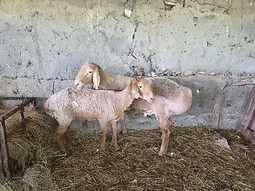 восточно европейские овчарки: Продаю | Овца (самка), Баран (самец) — 3