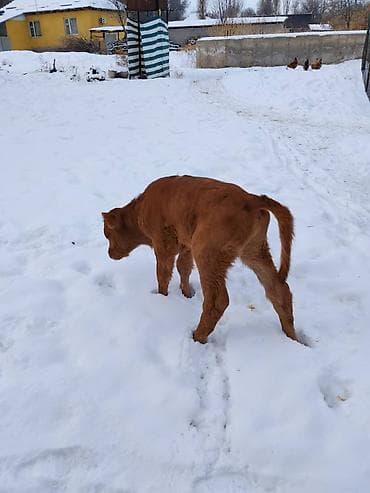 монгол ат: Продаю | Тёлка, Музоо, торпок | Для разведения, Для молока | Искусственник — 7