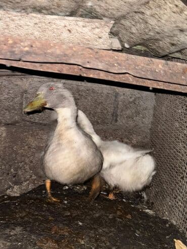 отдам даром вислоухого котенка: Срочно продам утка — 1