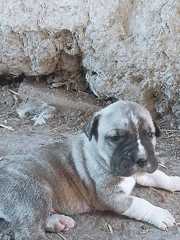 Щенки крупной породы (тип Питбуль ) - Возраст на фото: 1месяц -