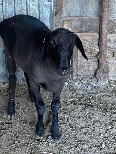 Собаки: Продаю | Баран (самец) | Меринос | На забой | Кастрированные — 7