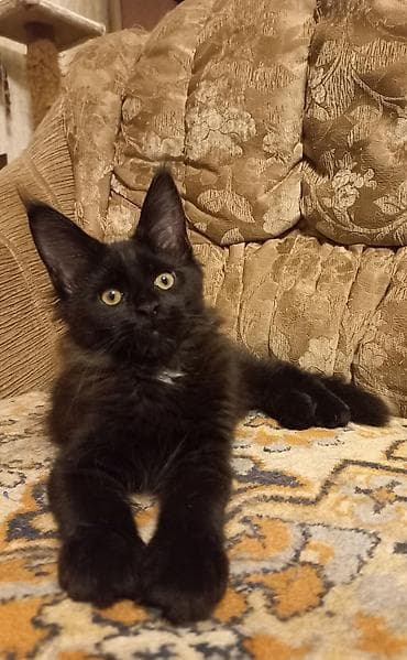 белый кошка: 🐾🐈Очеровательные котята мейн-кун готовы к переезду! Родились — 5