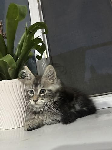 дом для кош: Мейн-кун, 1 месяц, Мальчик, Черный, Приучена к лотку, Проглистована, С документами — 2