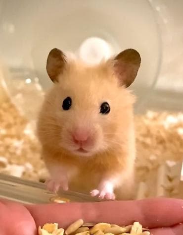 купить кролик декоративный: ПРОДАЮ ДЖУНГАРСКИХ И СИРИЙСКИХ ХОМЯЧКОВ,А ТАК ЖЕ — 1