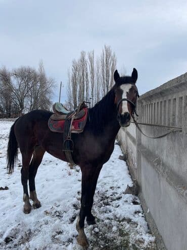 боос уйлар: Продаю | Конь (самец) | Конный спорт | Мерин — 1